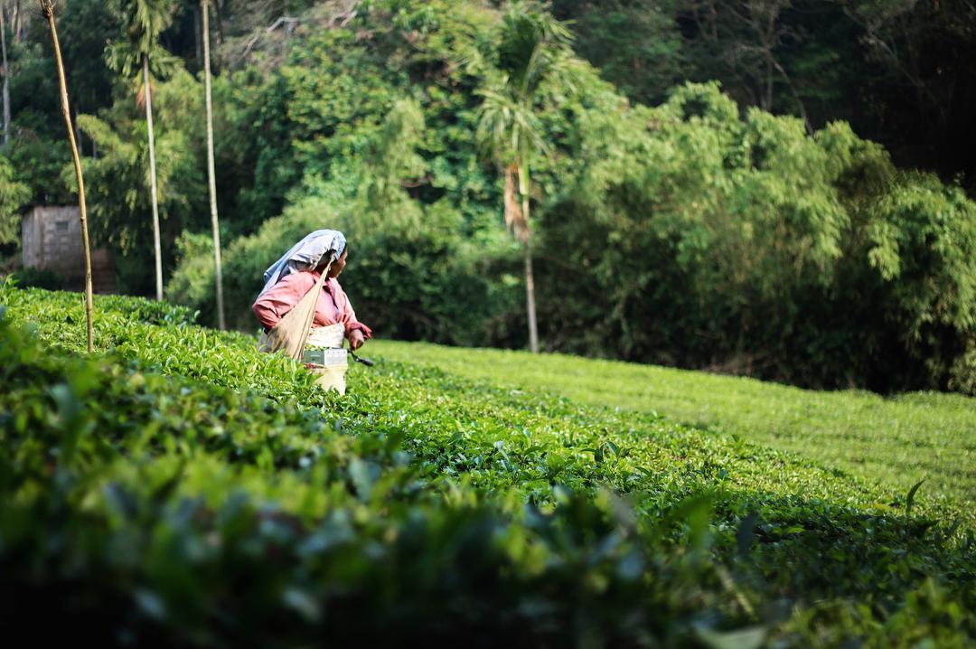 Letstay Vythiri Hill Palace ภายนอก รูปภาพ